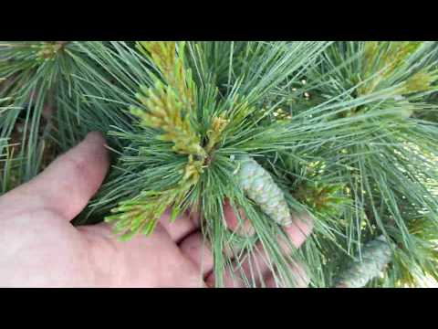 Видео: Сосна веймутова"Блю Шег" Pinus strobus "Blue Shag"