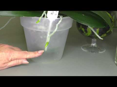 Видео: МОКРЫЕ ПЯТОЧКИ для ОРХИДЕЙ . Переводить на неё ОРХИДЕИ или НЕТ??? Система полива.  МОЙ ОПЫТ...