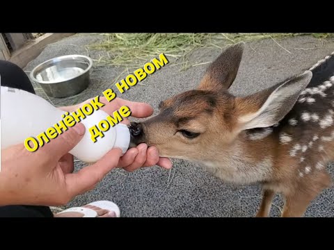 Видео: Оленёнок переехал в новый дом