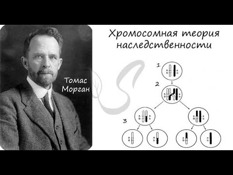 Видео: Жыныспен тіркес тұқым қуалау заңы