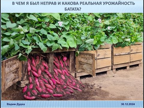 Видео: Батат ответы на вопросы