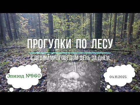 Видео: Прогулки по лесу. День за днем с дедом Многоведом. 4 ноября 2025г. Эпизод 960.
