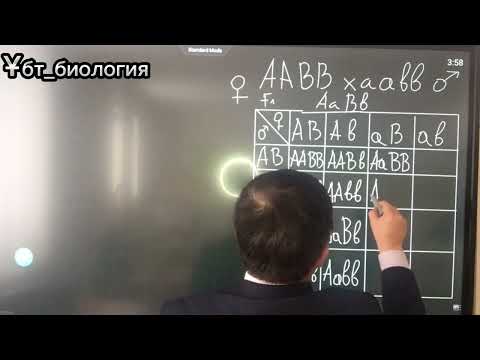 Видео: Дигибридті будандастыру “Белгілердің тәуелсіз ажырау”заңы