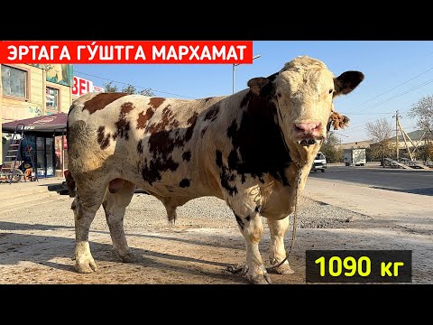 Видео: ЭРТАГА 24-ОКТЯБР ГУ́ШТГА МАРХАМАТ ХУСИНБОЙ КАССОБ ГУ́ШТХОНАСИ !!! ХОРАЗМ БОЗОР 