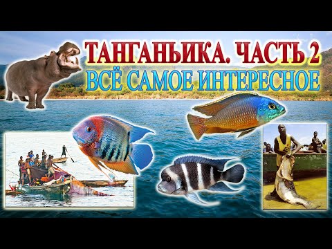 Видео: Танганьика. Часть 2. Всё самое интересное.