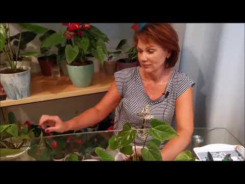 Видео: Цветочные будни. Как поживают наши растения из предыдущих роликов, новые приобретения.