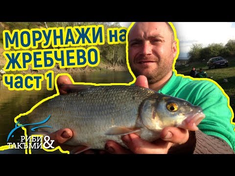 Видео: Морунажи на Жребчево - част 1