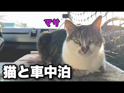 Видео: Автомобильный кемпинг на месте, где я встретил спасенного кота Масу.