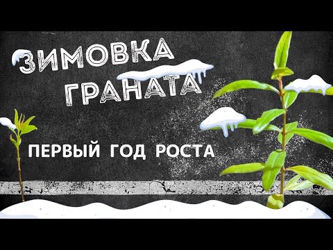 Видео: Зимовка граната из косточки. Первый год роста