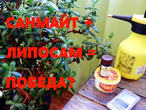 Видео: БОРЬБА С  ПАУТИННЫМ КЛЕЩОМ...НОВЫЕ ПРЕПАРАТЫ!!