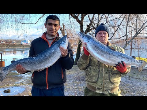 Видео: РЕЦЕПТ ДЛЯ ГУРМАНОВ ! ЮКОЛА ИЗ КРАСНОЙ РЫБЫ ENG SUB #рецепт #юкола #рыба