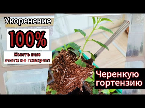 Видео: Черенкую гортензию. Корни 100%. Никто вам этого не говорил! тгк: @ksushavsady #гортензии #сад