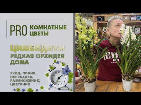 Видео: Цимбидиум - редкая орхидея для вашего дома. Уход, полив, пересадка, размножение, цветение, вредители