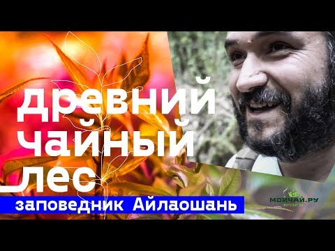 Видео: Заповедник Айлаошань. Древний чайный лес. Старейшее чайное дерево.