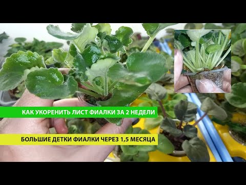 Видео: Как укоренить лист фиалки за 2 недели, а через 1,5 месяца получить большие детки фиалок
