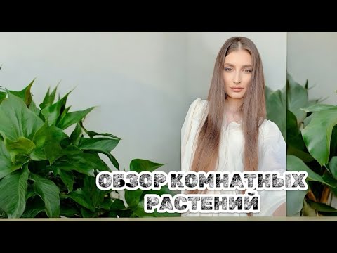 Видео: Комнатные растения обзор. Август 2025