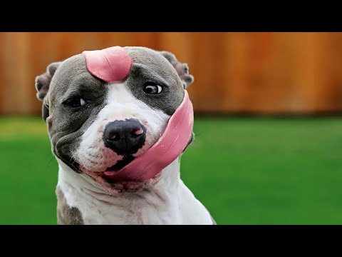 Видео: Невероятные языки животных😛