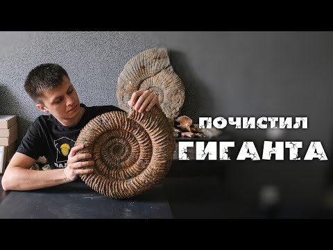 Видео: Как из куска глины достать гигантский аммонит? | Все этапы препарирования и консервации