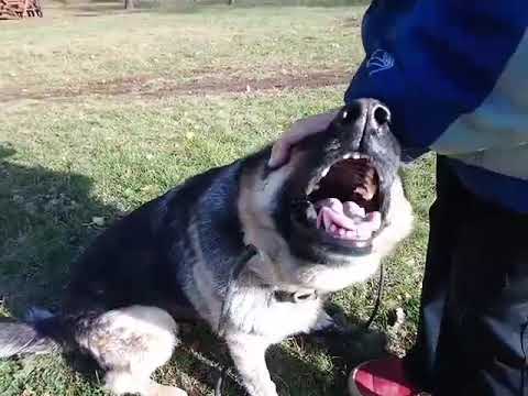 Видео: ВСЕ ТАЖЕ ОСЕНЬ 