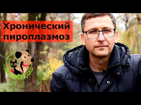 Видео: Хронический пироплазмоз у собаки, основные симптомы и что делать?
