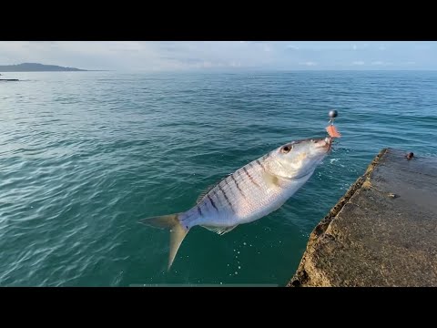 Видео: Новый Афон. Утро. Ловим рыбу с пирса
