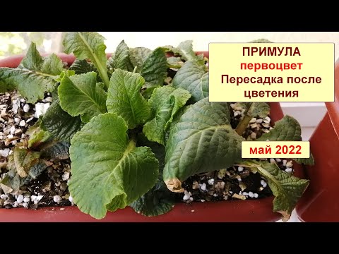 Видео: Примула. Сохраняем примулу первоцвет. Пересадка после цветения. Май 2022