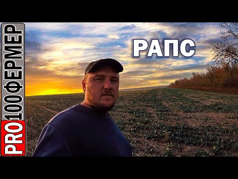 Видео: Рапс-прямой посев. Глубина посева. Вредители. Фунгицид.