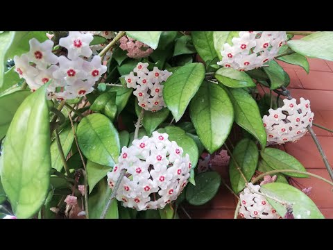 Видео: СЕКРЕТ, КОТОРЫЙ ДЕЛАЕТ НАШ ВОСКОВЫЙ ЦВЕТОК (ХОЙЮ) ВОСТОРЖЕННЫМ!