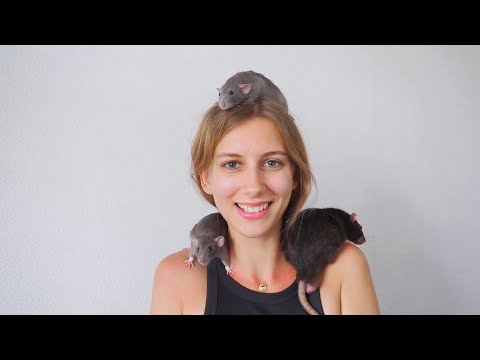 Видео: Итоги заселения крыс 🐀 | Уборка у крыс