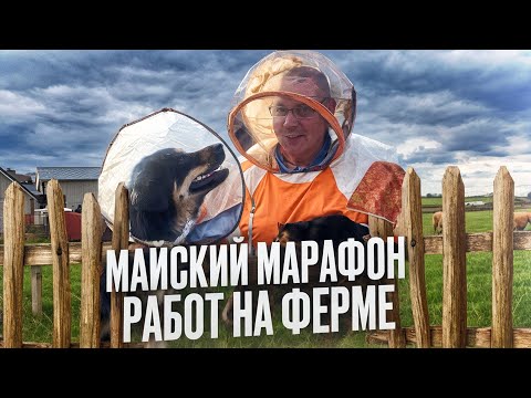 Видео: Майский марафон работ на ферме: телочки, картошка, козы и бараны.  "Мое Подворье"