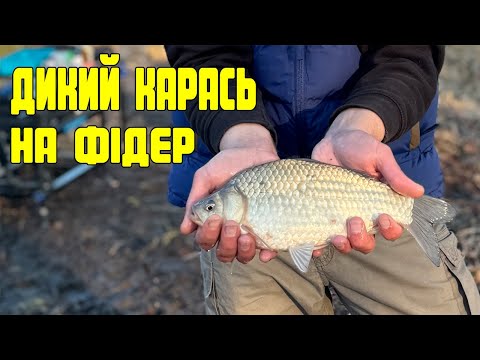 Видео: Весняна рибалка на фідер: як зловити великого карася?