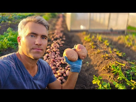 Видео: Сарпо Мира не подвел! Озимый Сарпо удивляет.