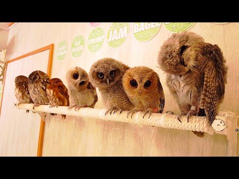 Видео: Я посетил одно из крупнейших кафе с совами в Японии｜Кафе сов Токио Акиба Фукуро