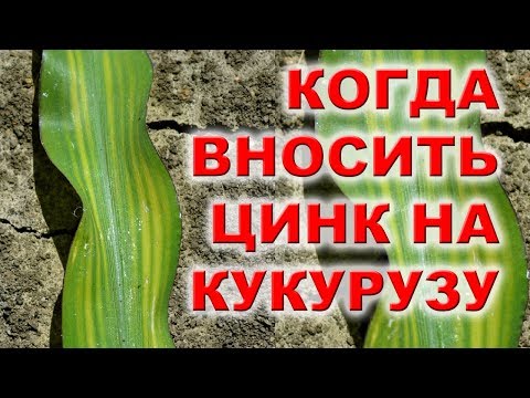 Видео: ЩО ДАЄ ЦИНК КУКУРУДЗІ ? ПОДКОРМКА КУКУРУЗЫ ПО ЛИСТУ #ендоцинк