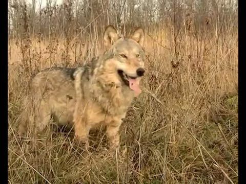 Видео: В сезон охоты в Каневском районе застрелили 10 волков