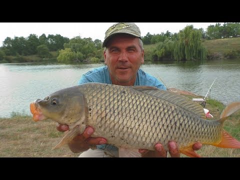 Видео: Ловля САЗАНА на спиннинг (сработала оснастка ДЖИГ- РИГ). My fishing