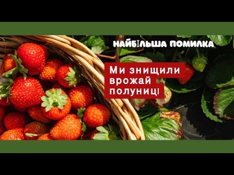 Видео: Найбільша помилка з полуницею.Полуниця під плівкою- не вигідно. Більше так не садитиму.