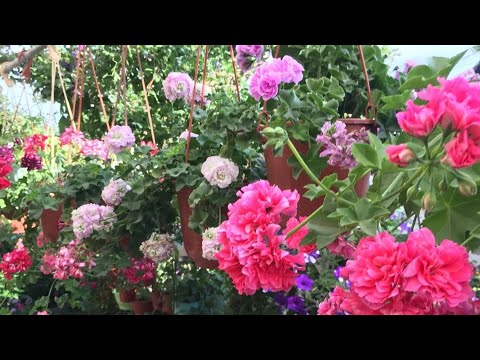 Видео: Болмо гулу. Плющелистная Пеларгонияны жазга карата ойготуу,кыркып черенковать этуу 🌱✂️