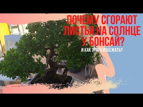 Видео: Почему горят листья от солнца у бонсай? Как этого избежать?
