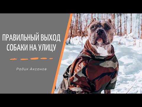Видео: Правильный выход с собакой на улицу | Радик Аксанов