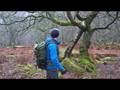 Видео: Как я веду разведку — Фотографии древнего леса