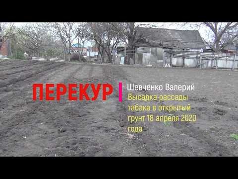 Видео: Высадка рассады табака в открытый грунт 18 апреля 2020 года