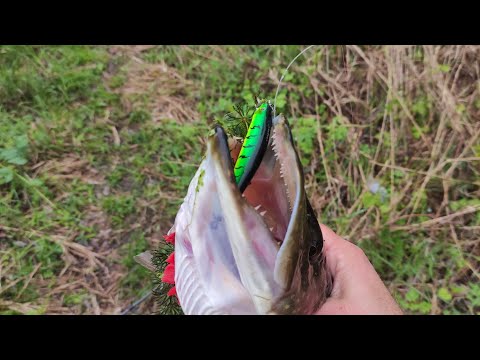 Видео: Зріз воблера O.S.P DURGA #corto UX #fishing... #graphiteleader
