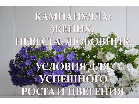 Видео: Кампанулла жених, невеста, любовник.  Условия для успешного роста и цветения.