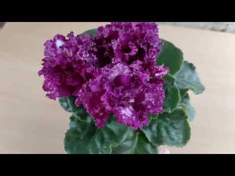 Видео: Цветение  фиалок