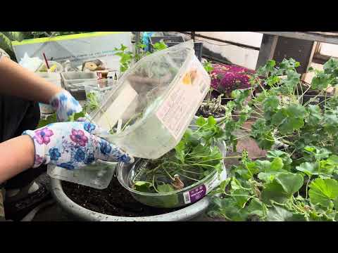 Видео: Болмо гулу. Пеларгония гулун кыркып, черенковать этуу 🌹