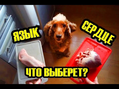 Видео: Сёма помогает готовить шаурму после прогулки в парке. Дегустация языка и сердца (свинина)