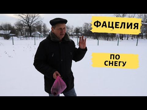Видео: Посев фацелии по последнему снегу