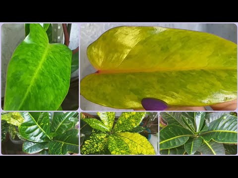 Видео: Пересадка Филодендрона Медуза (Расписная Леди)🌱Мельчают листья🌸Кротоны Петра🌱Экселент🌸Аукуболистный