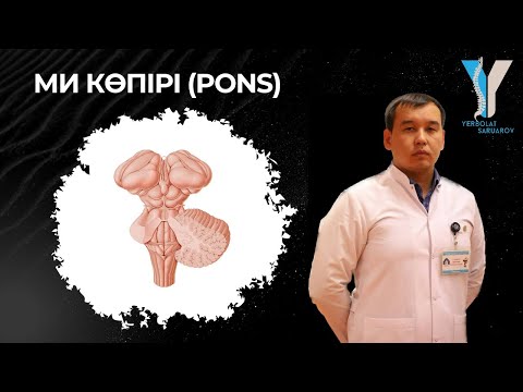 Видео: Ми көпірі (Pons) - практикалық бөлім